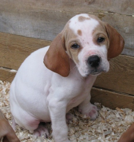 POINTER - �t���tka