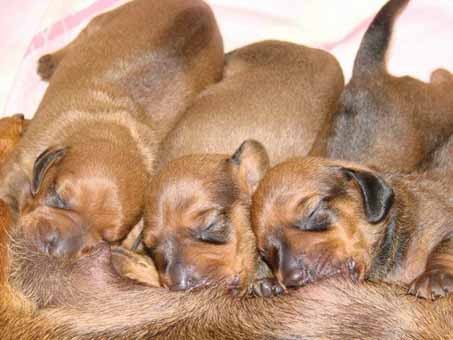 Jezev��k hladkosrst� standard