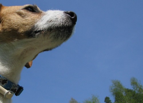 �t��ata JRT s PP