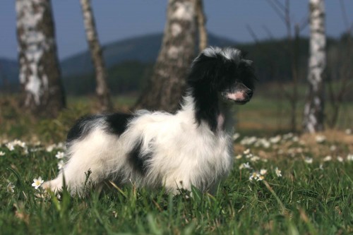 ��NSK� CHOCHOLAT� PES