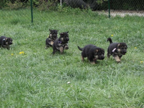 N�meck� ov��k �t�nata