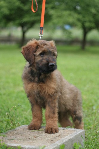 �t�n� briarda k odb�ru ihned