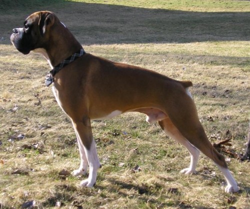 N�meck� boxer - kryt�