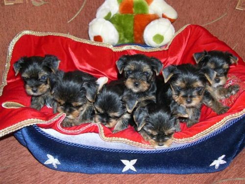 �t���tka york��rk� s PP