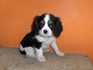 kaval�r king charles �pan�l