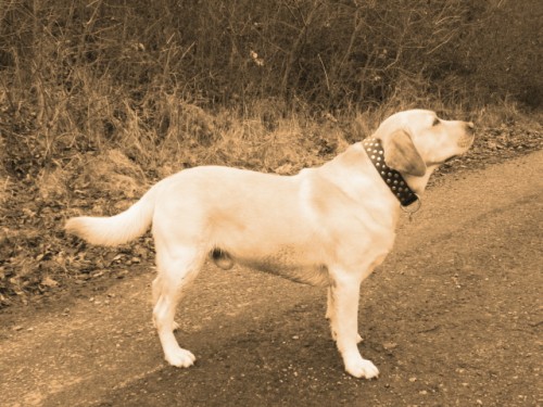 Hled�me fenu LR s PP