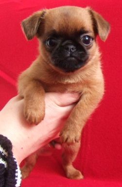 Brabant�k - �t���tka s PP