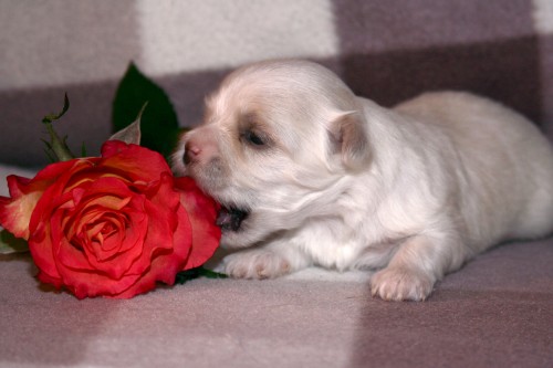 Malt�z��ek s PP