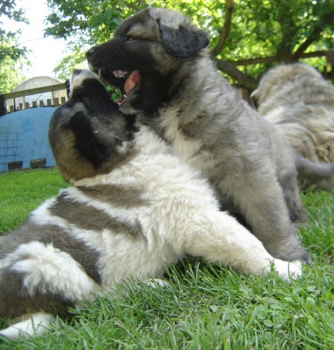 KAVKAZSK� PASTEVECK� PES