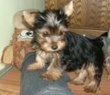 Jork��rsk� teri�r