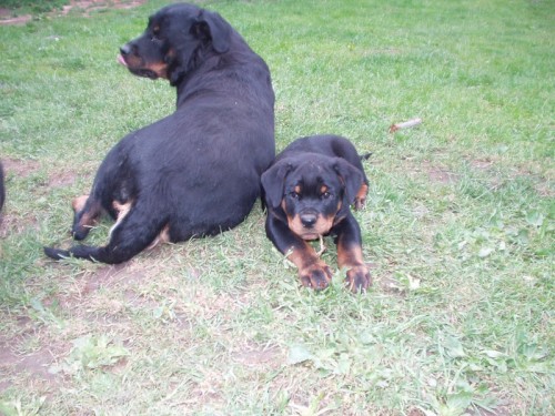 Rotvajler - �t��ata s PP