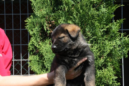 N�meck� ov��k s pp