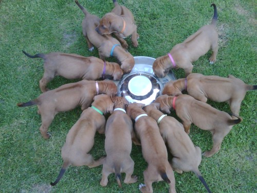 �t��ata Rhod�sk�ho ridgebacka