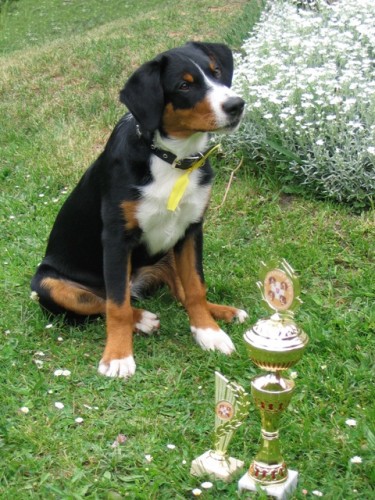 Appenzellsk� sala�nick� pes