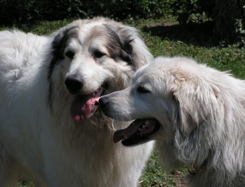 Pyrenejsk� horsk� pes