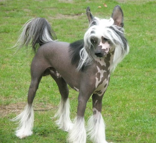 ��nsk� chocholat� pes ke kryt�