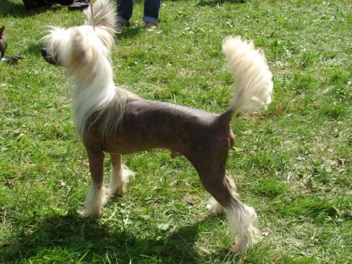 ��NSK� CHOCHOLAT� PES