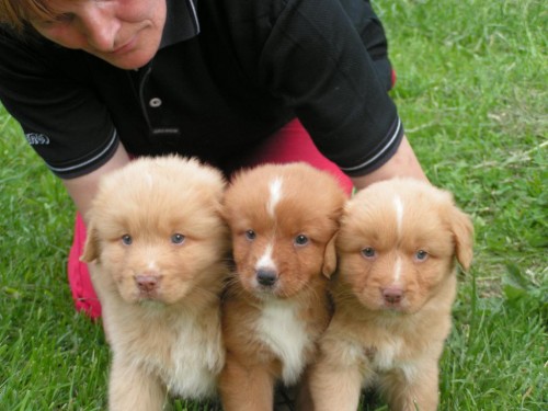 novoskotsk� retr�vr