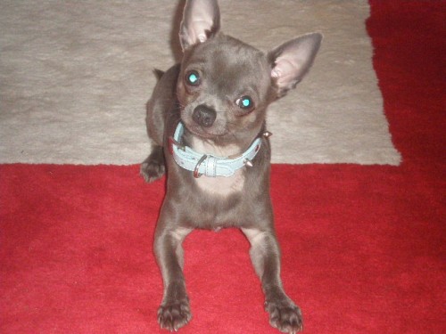 �ivava modr�-kryt�