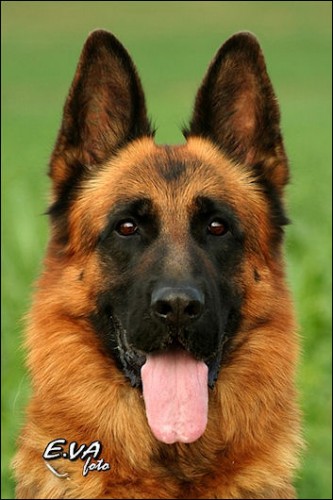 N�MECK� OV��K - �T��ATA S PP, ZAHRANI�N� KRYT� 