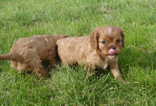 zad�m 2 kr�sn� kluky