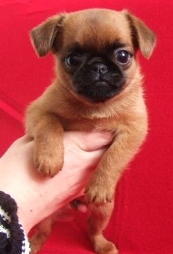 Brabant�k - �t���tka s PP