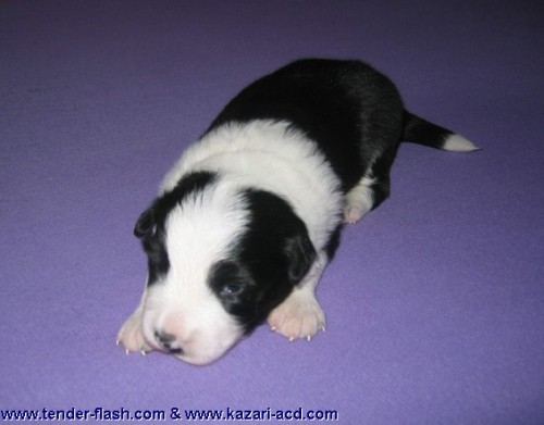 �ernob�l� �t��ata