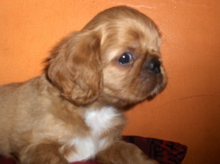 King charles �pan�l