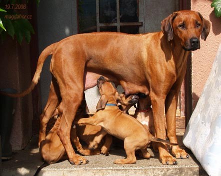Ridgeback-�t���tka