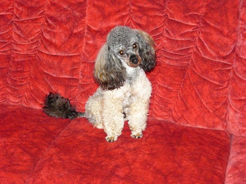 Kryt� toy pudl�kem