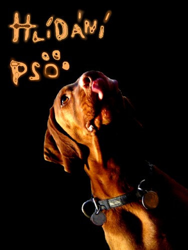 Nab�z�m spolehliv� hl�d�n� a ven�en� va�ich ps�ch mil��k� za mal� p�iv�d�lek !