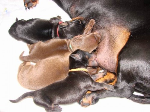 Jezev��k hladkosrst� standard