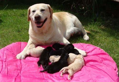 Labradorsk� retriever-�t��ata