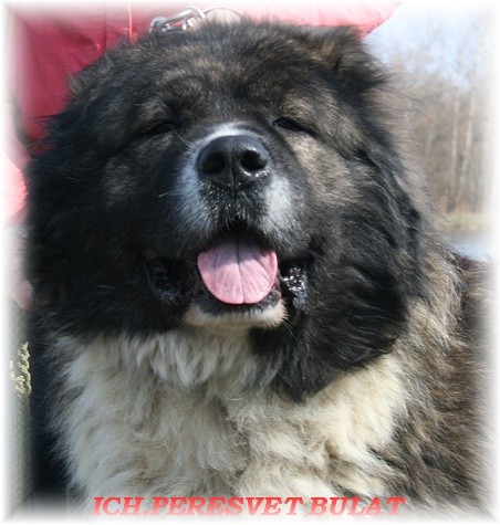 Kavkazsk� pasteveck� pes - �t���tka s PP FCI