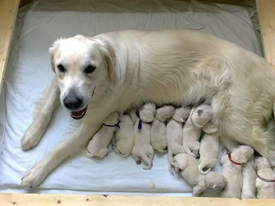 �t���tka zlat�ho retrievera s PP