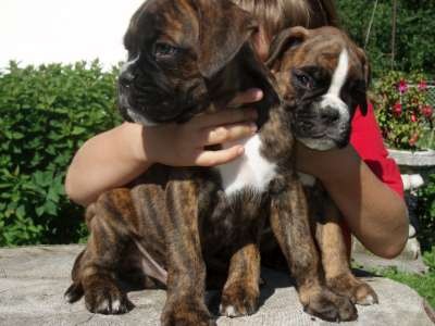 N�MECK� BOXER - Prod�m �t��ata s PP