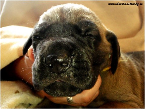 N�meck� doga �lut�