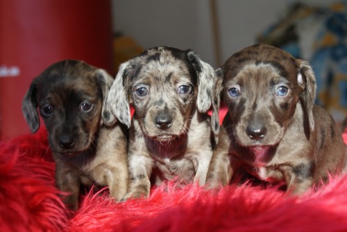 Jezev��k hladkosrst� trpasli��