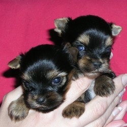 �t��ata jork��rka