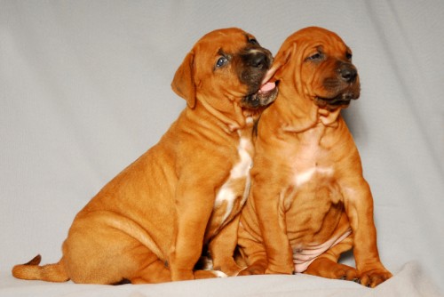 TOSA INU-�T�NATA S PP