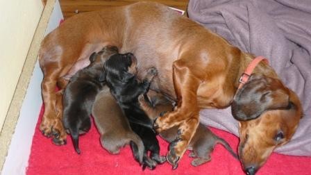 Jezev��k trpasli�� hladkosrst� �t�n�