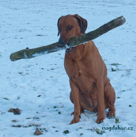 rhodesky ridgeback- �t�n�