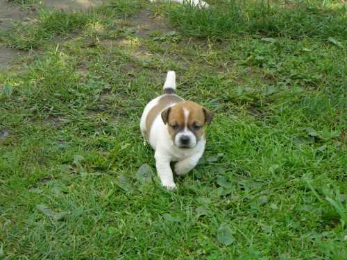 Prodam fene�ku JRT