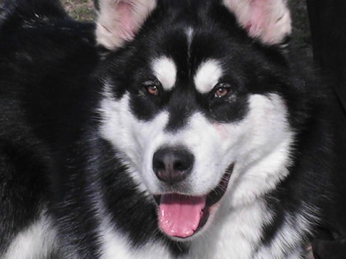 Alja�sk� malamut s PP-fena
