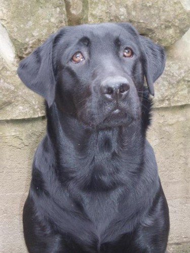 Labradorsk� retriever-fenka s PP