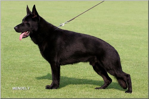 CHS-Orrylordblack nab�z� �t�nata NO