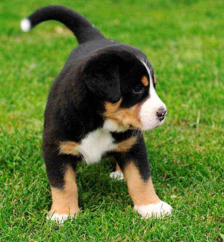 velk� �v�carsk� sala�nick� pes