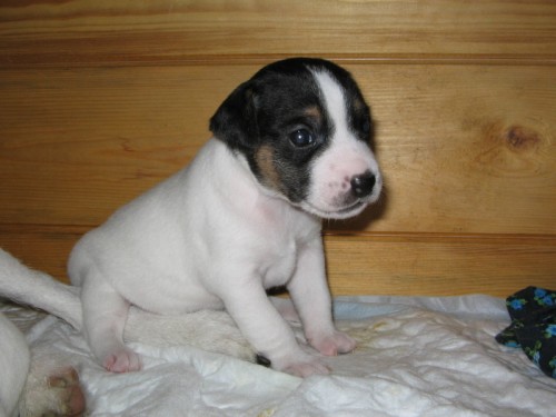 Parson russel teri�r bez PP