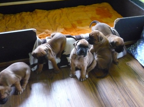 Zlat� �t���tka n�meck�ho boxera