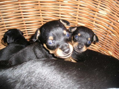 Pra�sk� krysa�ik